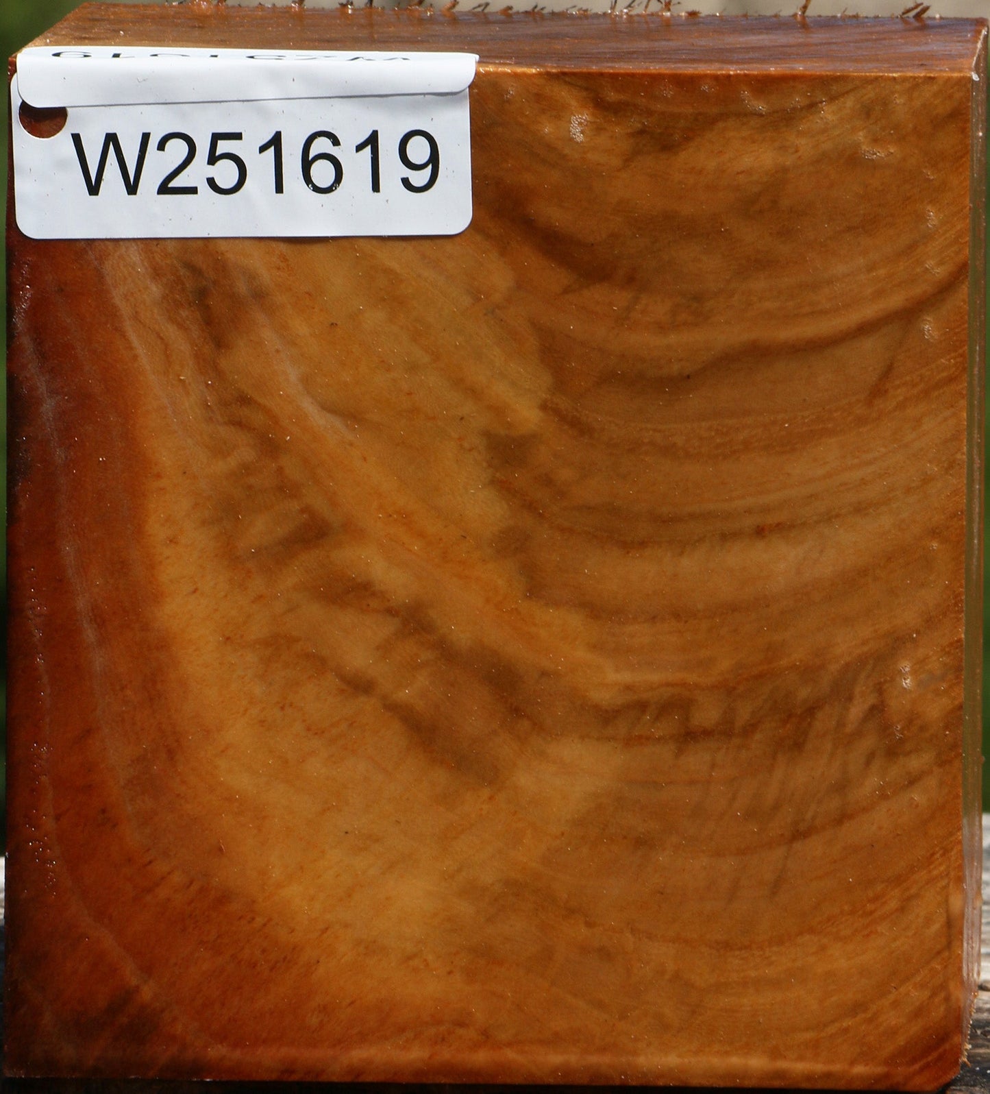 Chinese Elm Bowl Blank