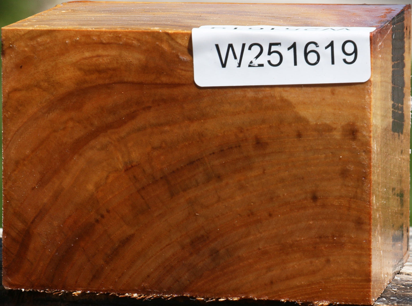 Chinese Elm Bowl Blank