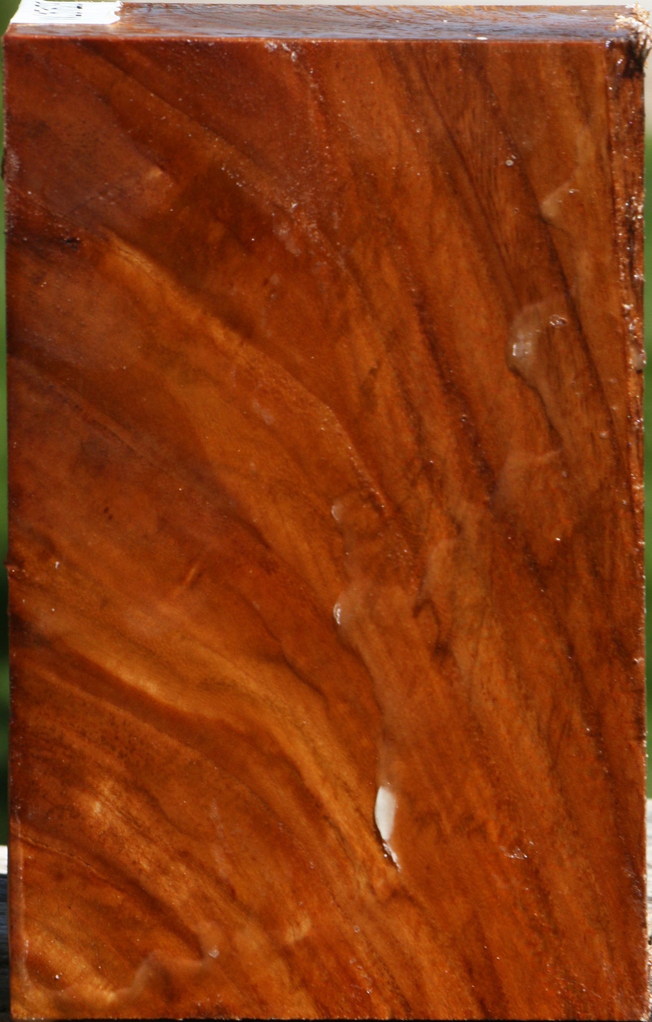 Chinese Elm Turning Blank
