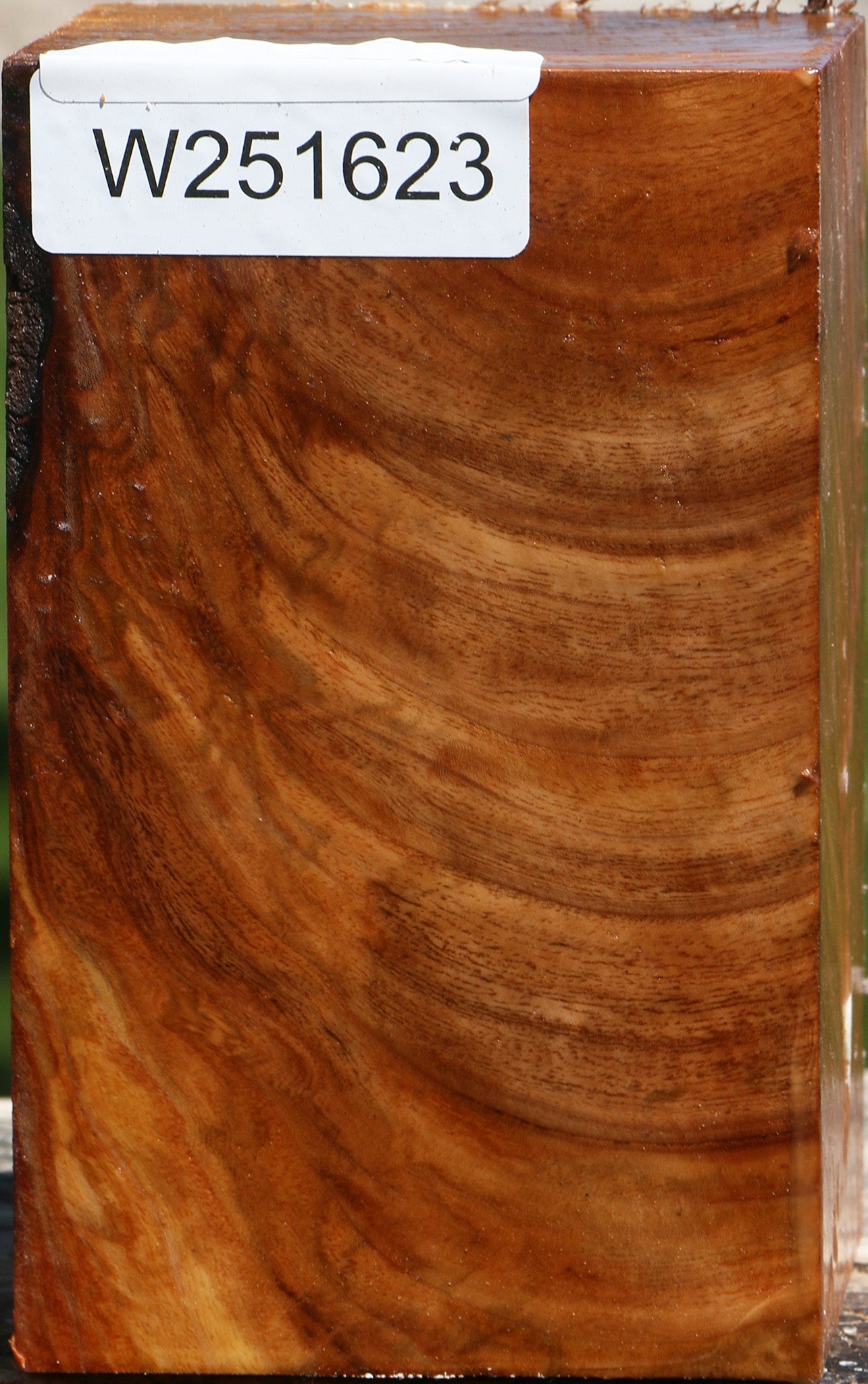 Chinese Elm Turning Blank