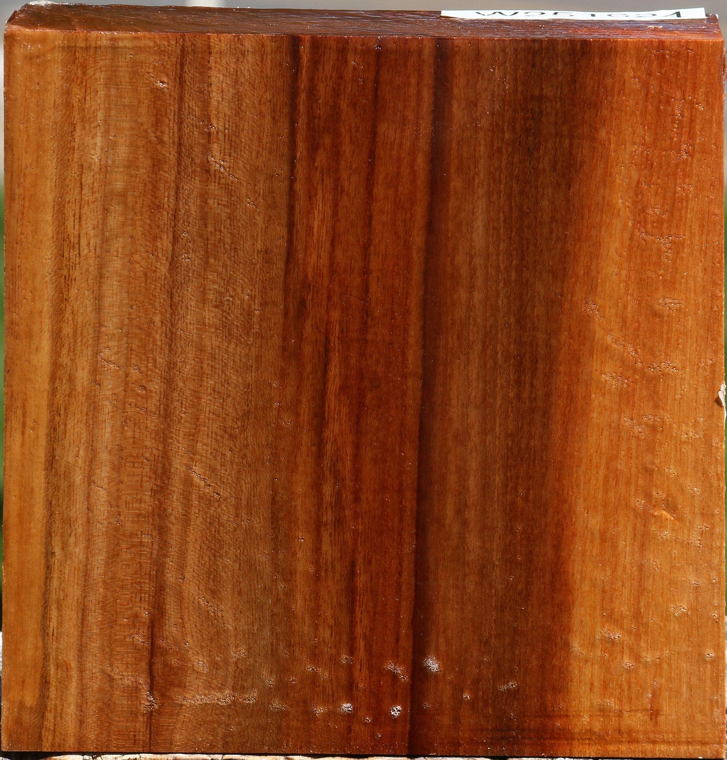 Chinese Elm Bowl Blank