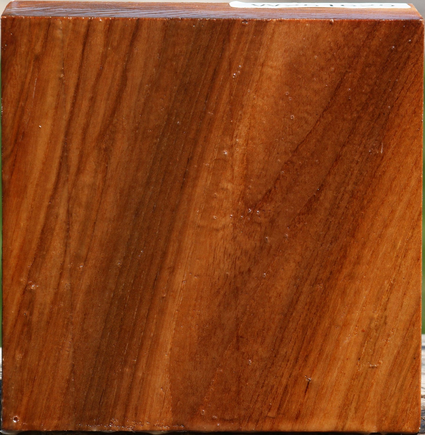Chinese Elm Bowl Blank
