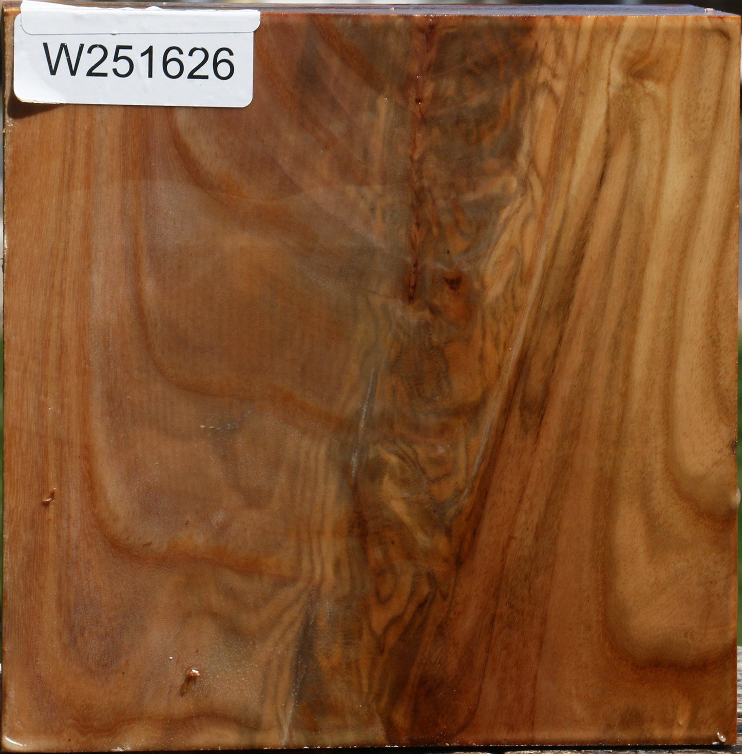 Figured Chinese Elm Bowl Blank