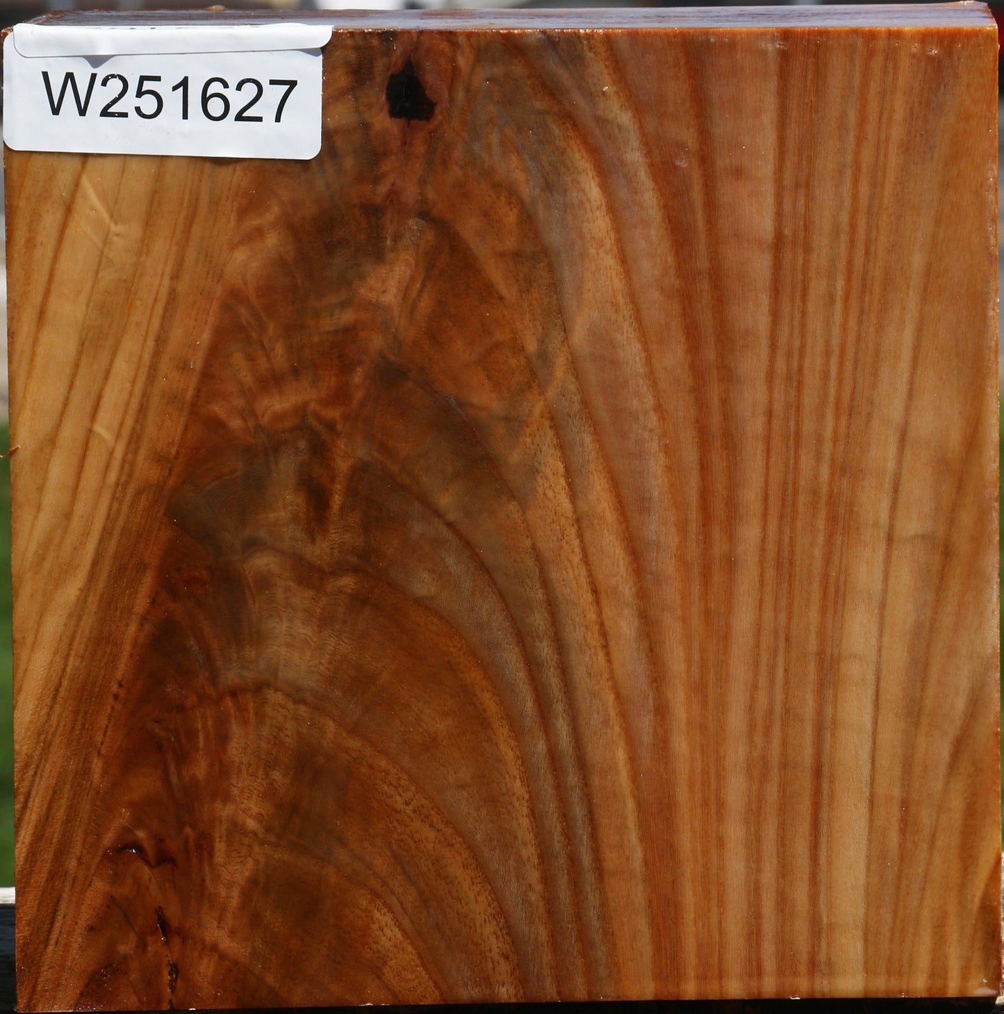 Extra Fancy Chinese Elm Bowl Blank