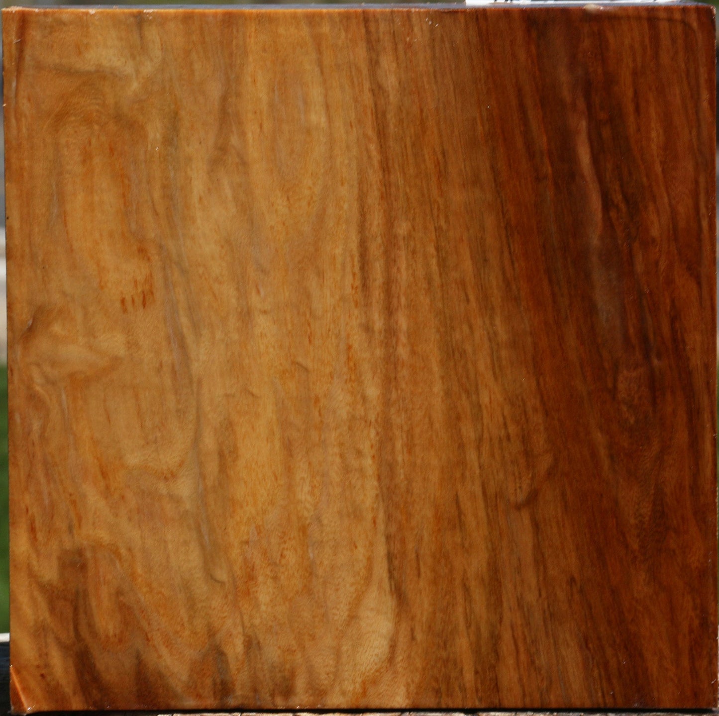 Extra Fancy Chinese Elm Bowl Blank