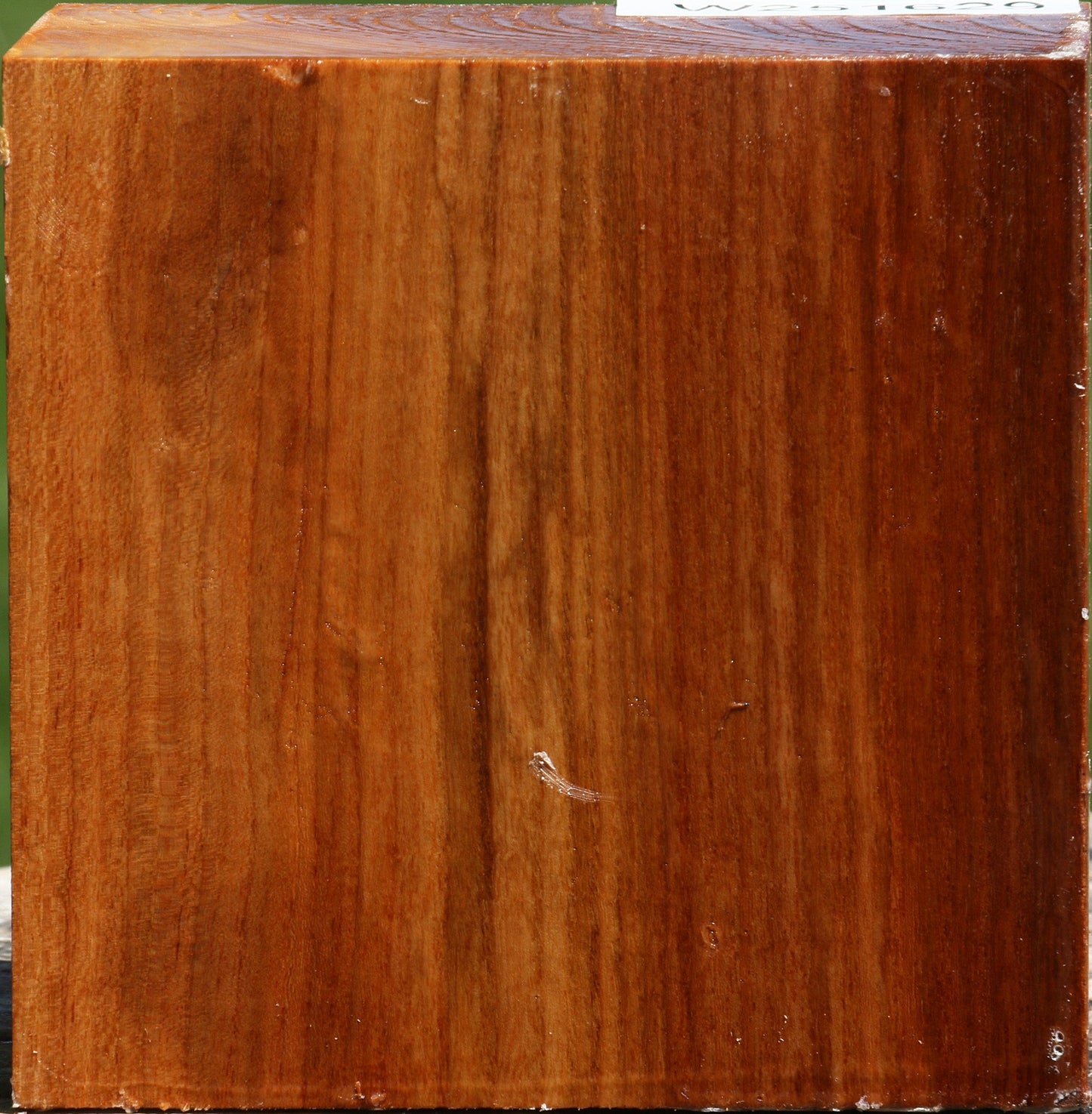 Chinese Elm Bowl Blank