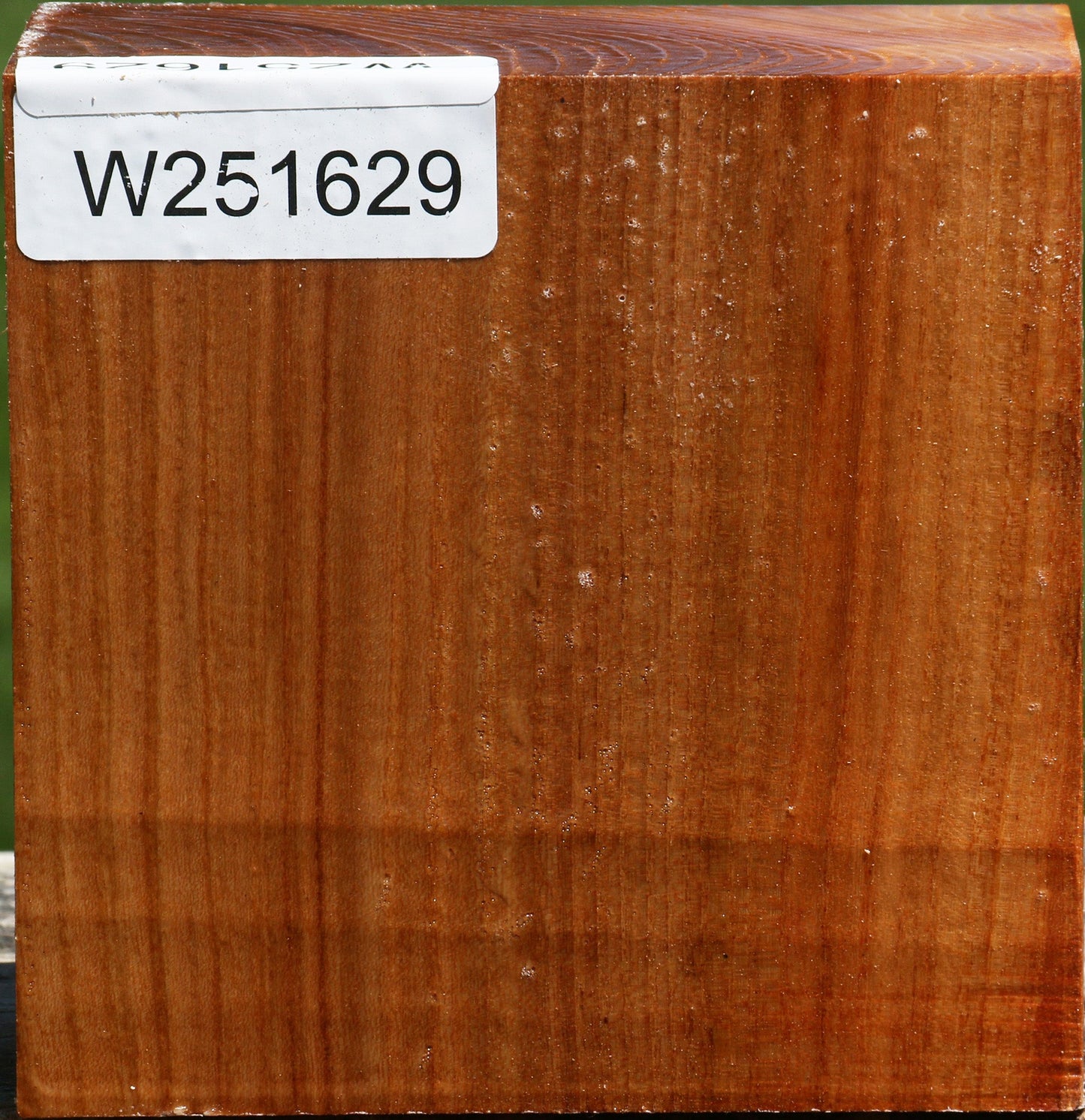 Chinese Elm Bowl Blank