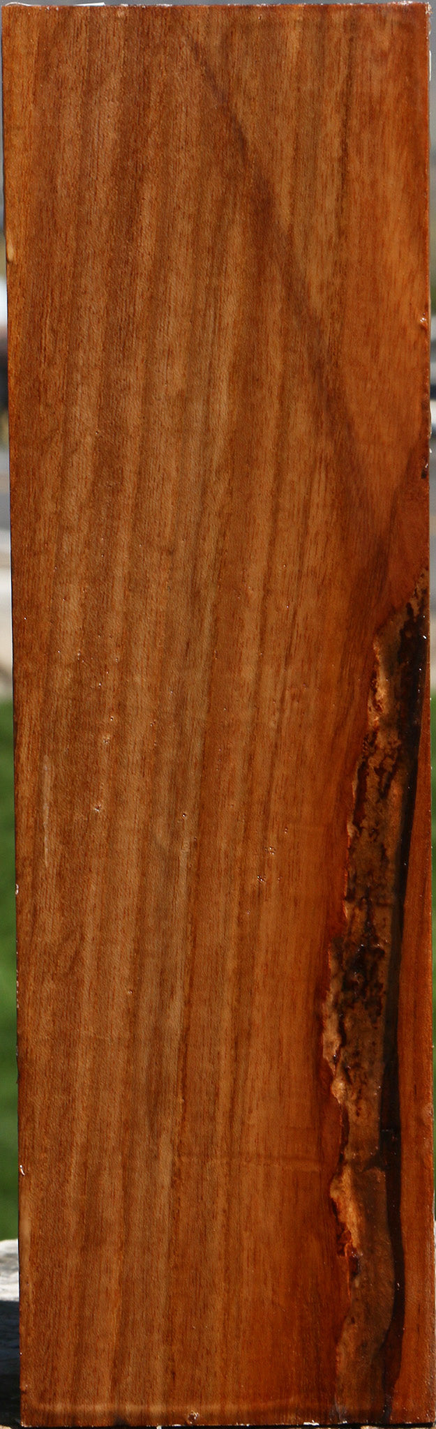 Chinese Elm Peppermill