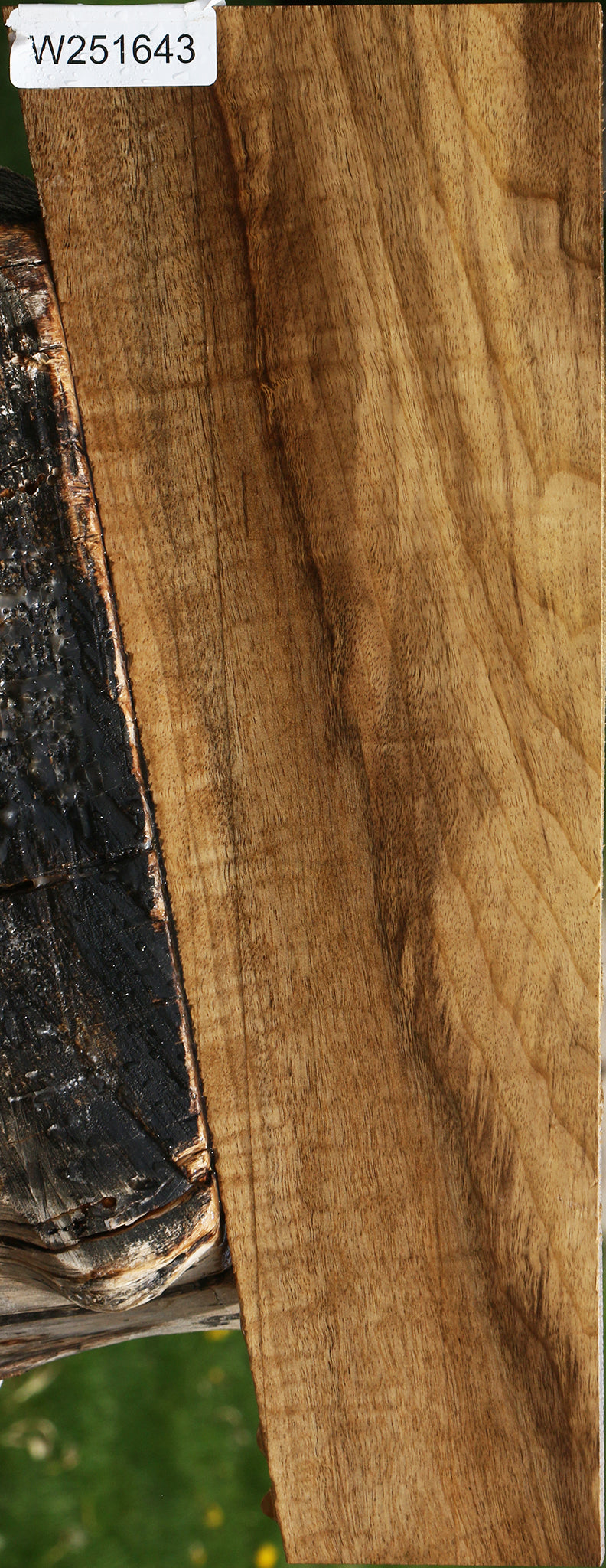 Extra Fancy Myrtle Lumber