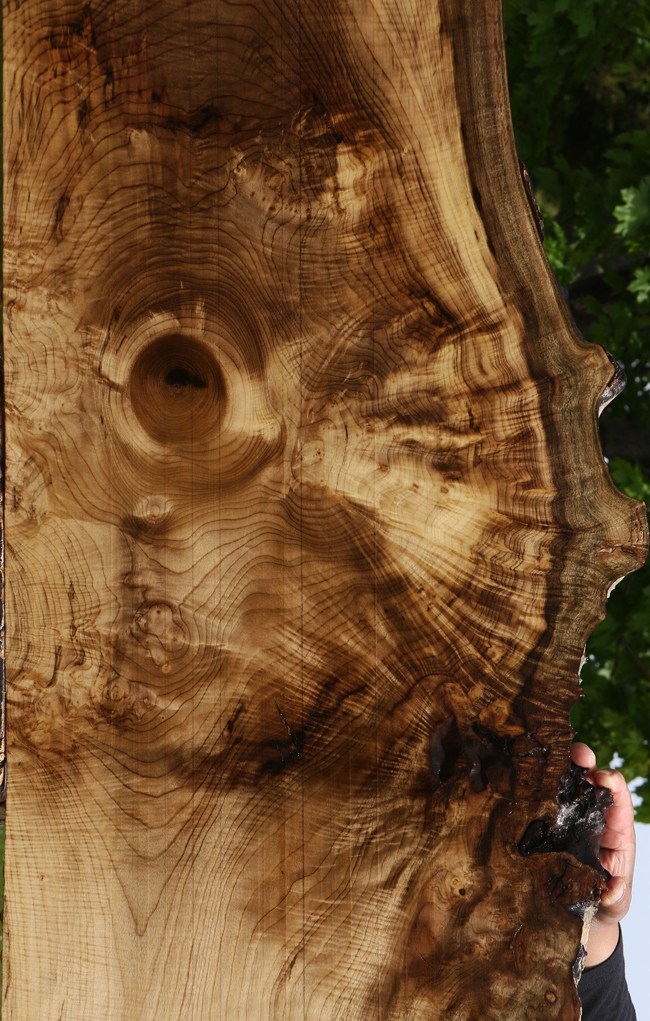 Extra Fancy Myrtle Live Edge Lumber