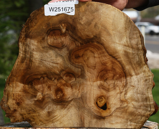 Myrtle Burl Live Edge Slice