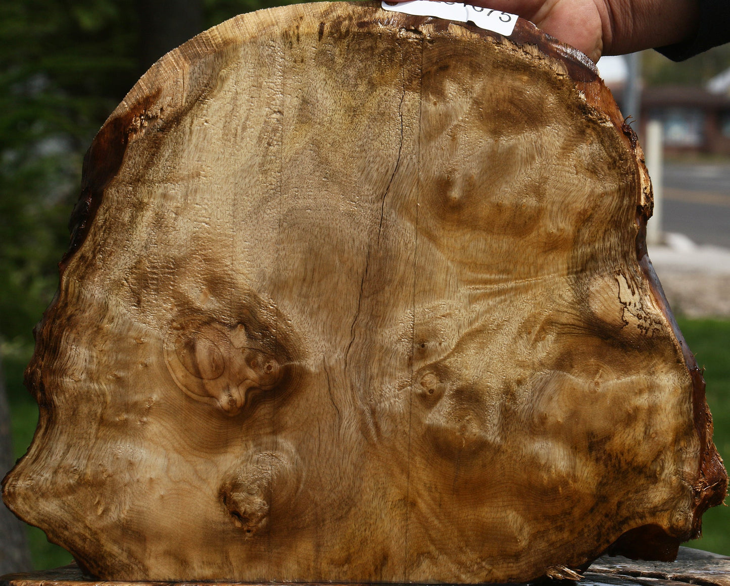 Myrtle Burl Live Edge Slice