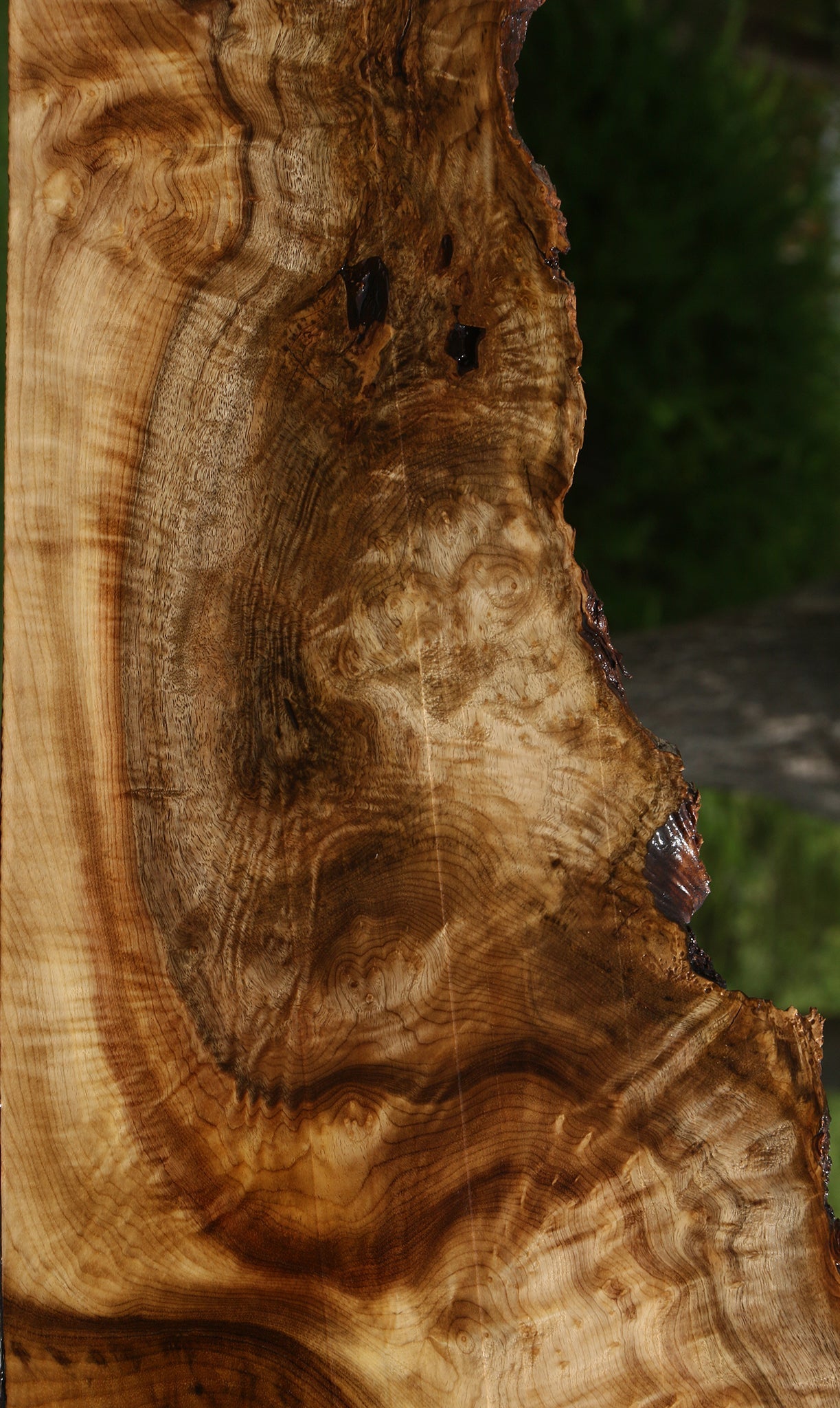 Extra Fancy Myrtle Burl Live Edge Lumber