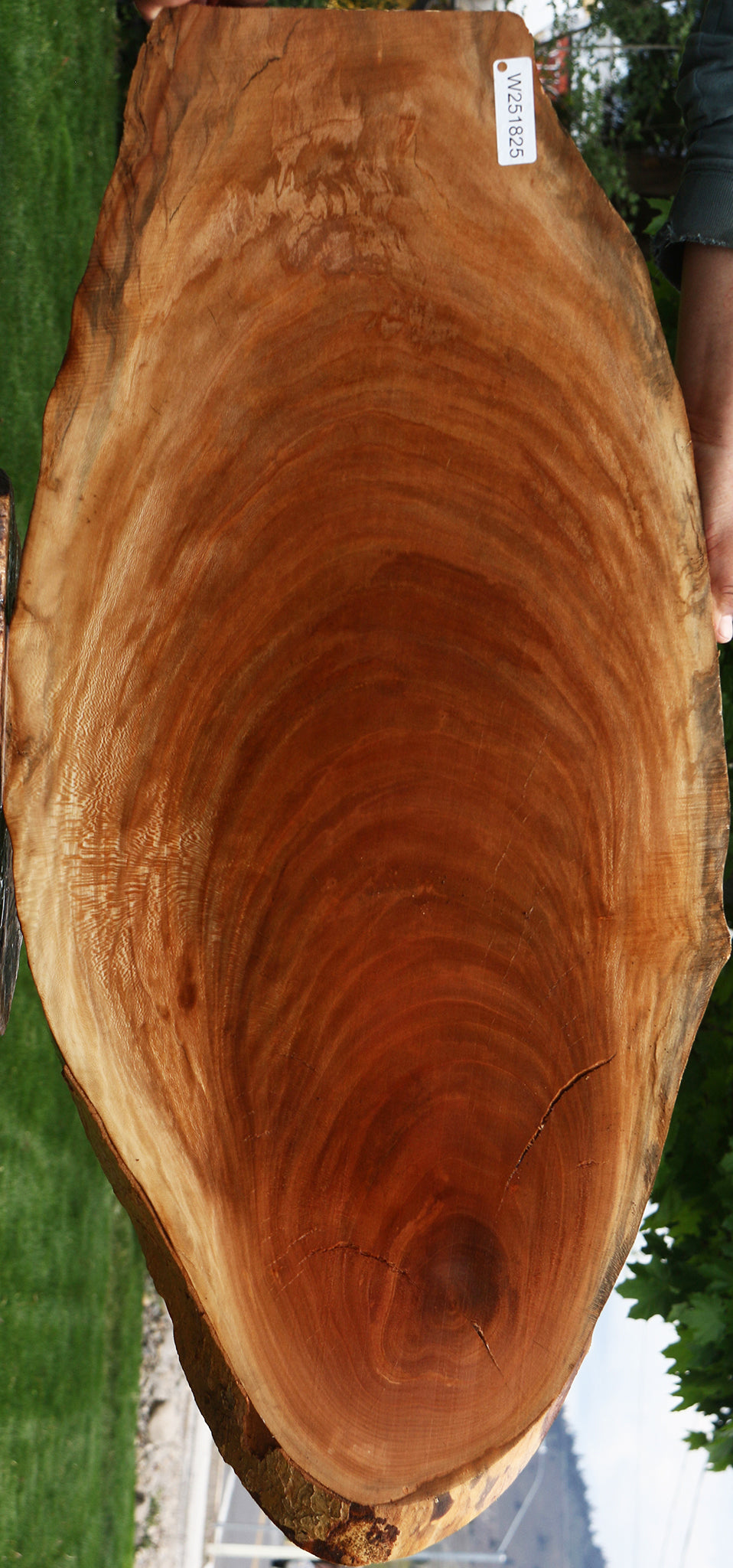 Sycamore Live Edge Mini Slab
