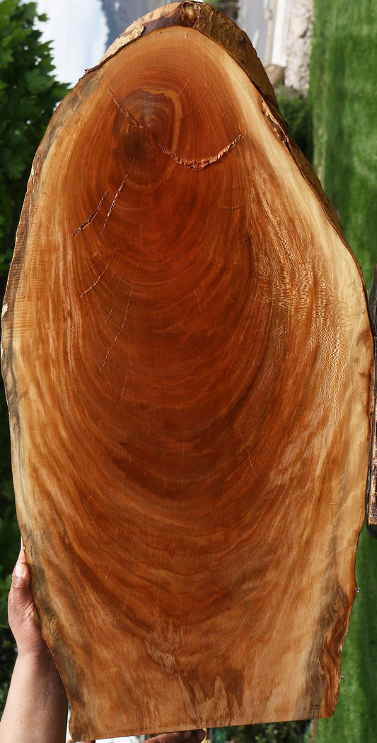 Sycamore Live Edge Mini Slab
