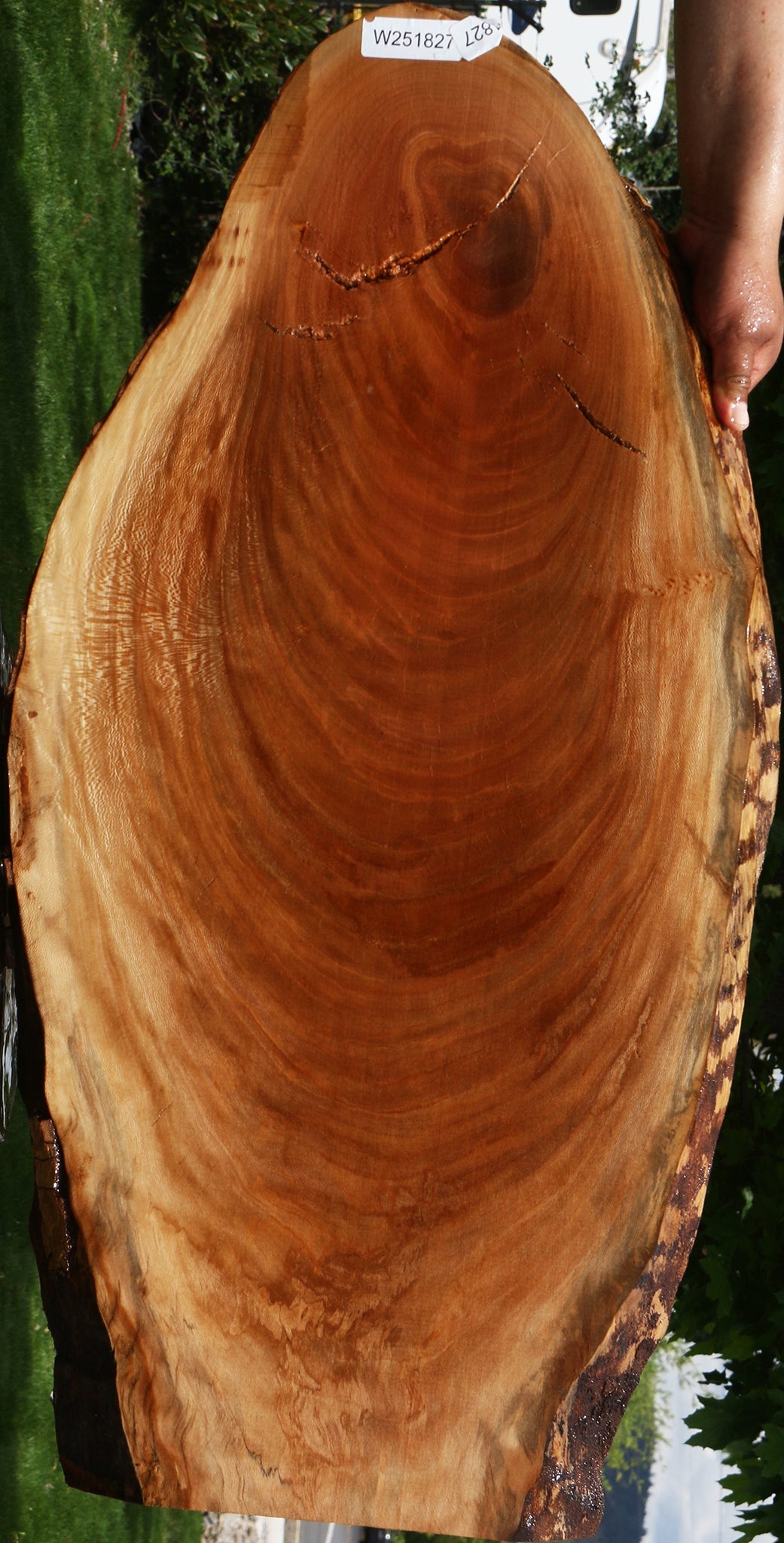 Sycamore Live Edge Mini Slab