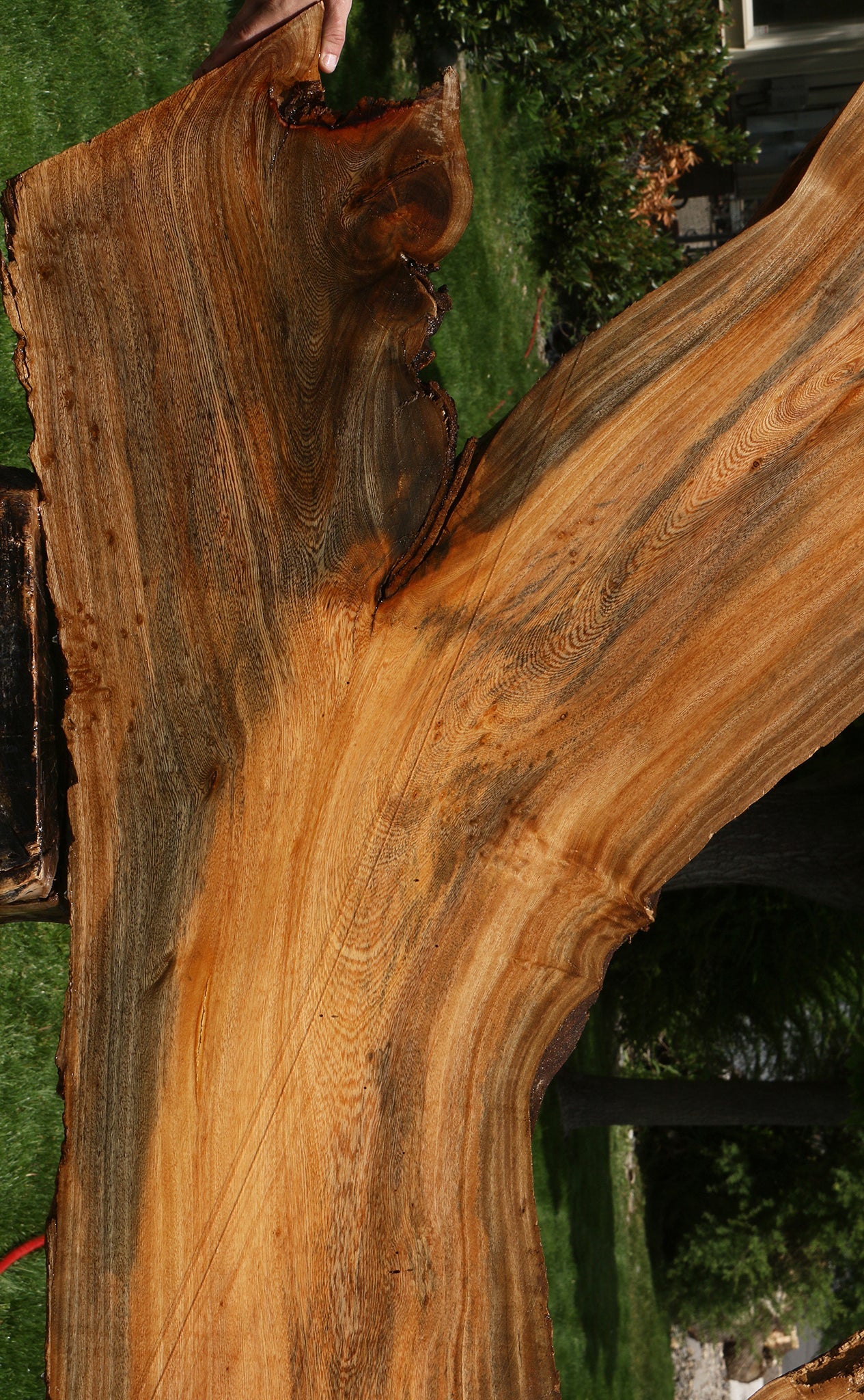 Hackberry Live Edge Slab