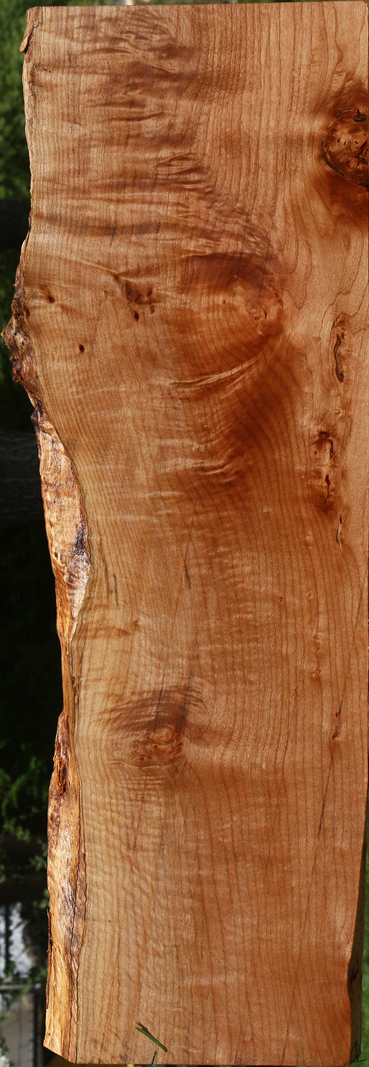 Extra Fancy Maple Live Edge Mini Slab