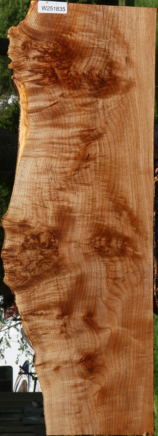 Extra Fancy Maple Live Edge Mini Slab