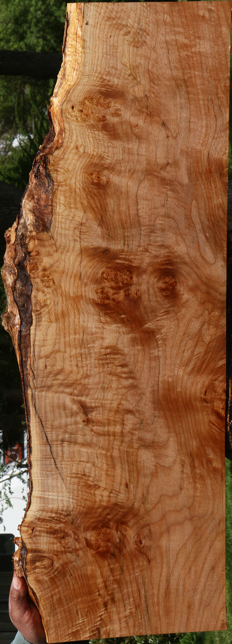 Extra Fancy Maple Live Edge Mini Slab