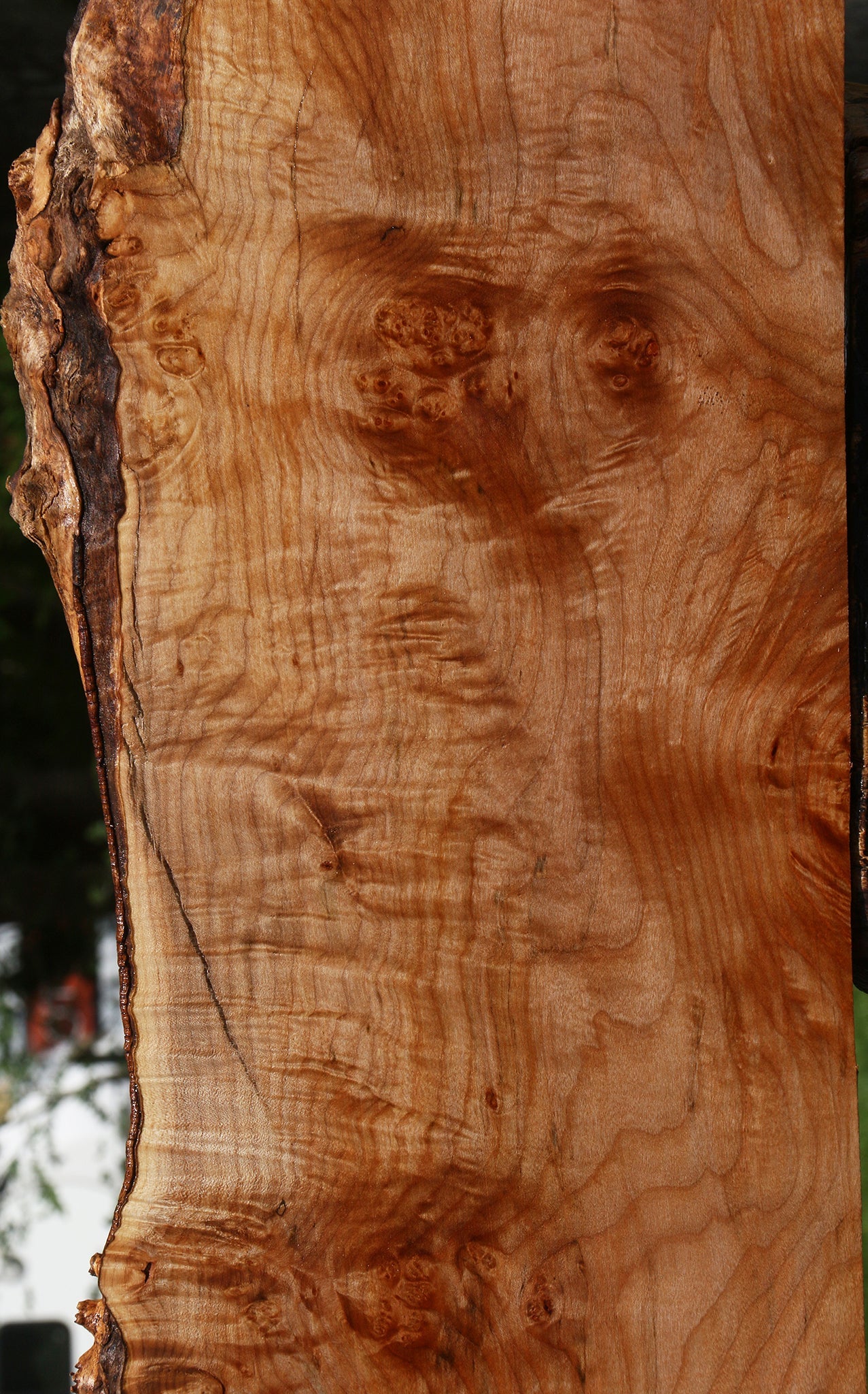 Extra Fancy Maple Live Edge Mini Slab
