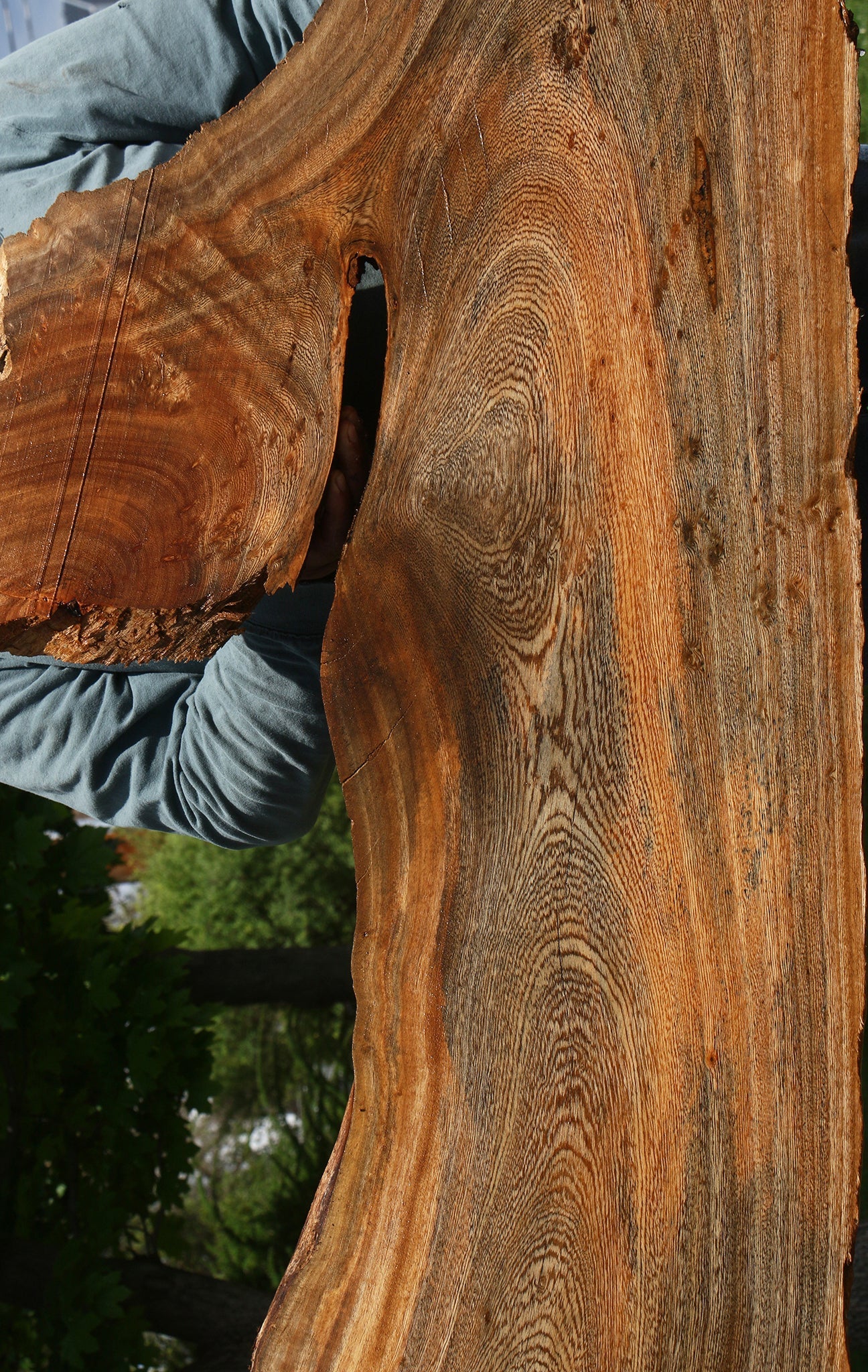 Hackberry Live Edge Slab