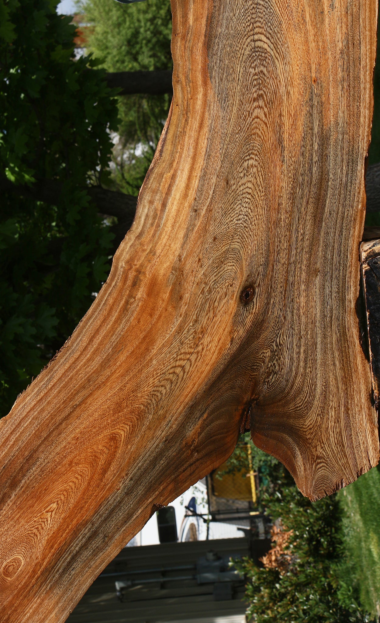 Hackberry Live Edge Slab
