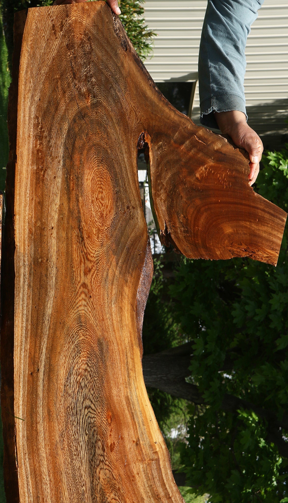 Hackberry Live Edge Slab