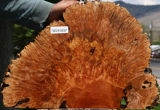 Rustic Maple Burl Live Edge Slice