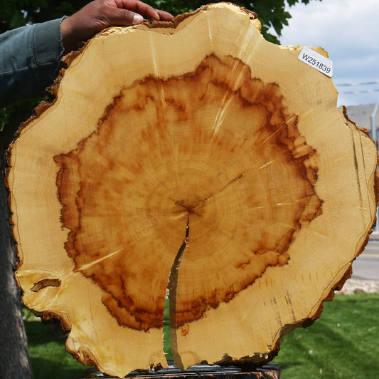Extra Fancy Box Elder Cookie
