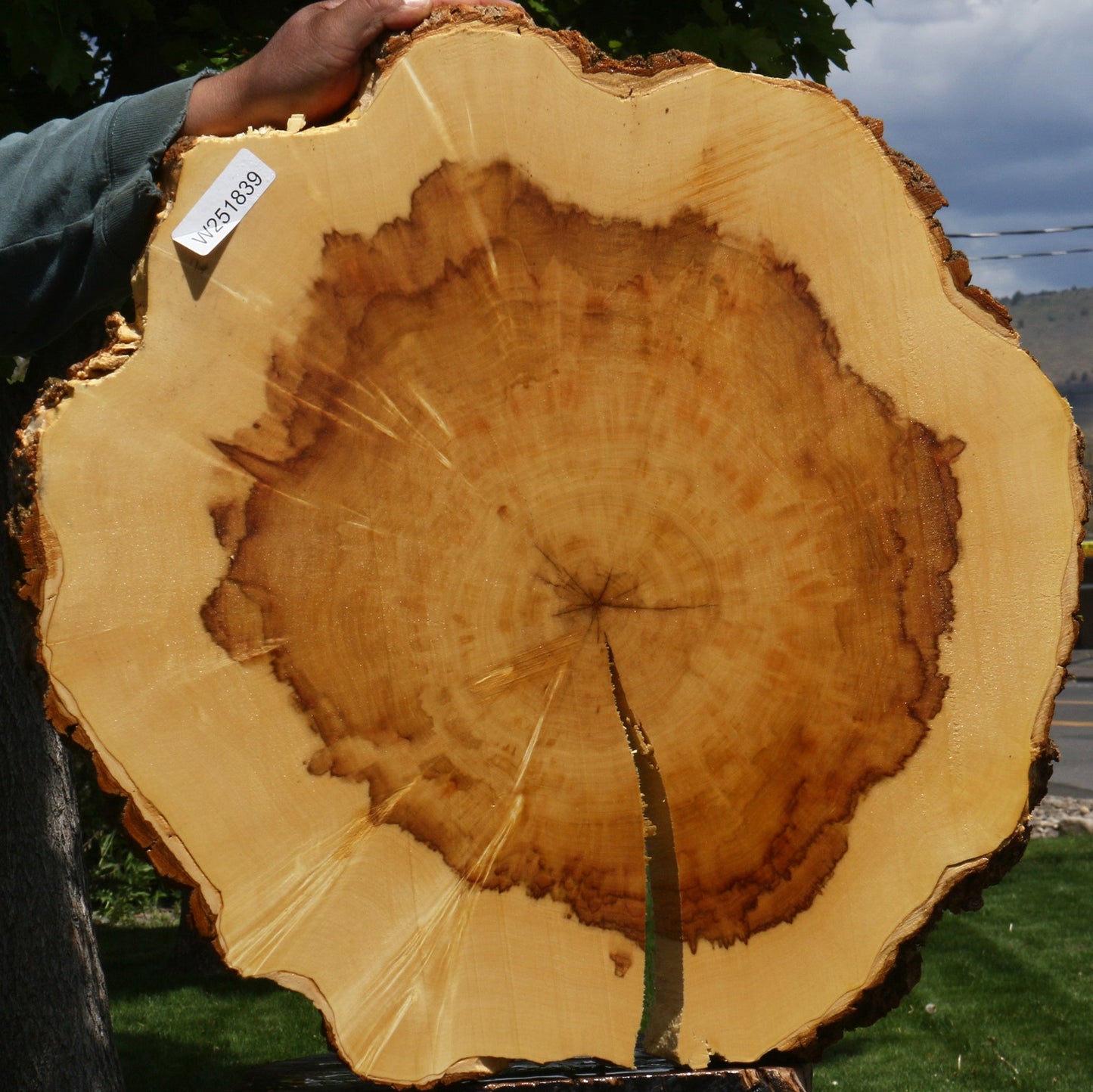 Extra Fancy Box Elder Cookie