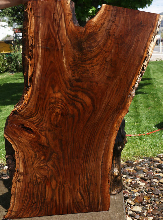 Extra Fancy Claro Walnut Live Edge Slab (Free Shipping Excluded)