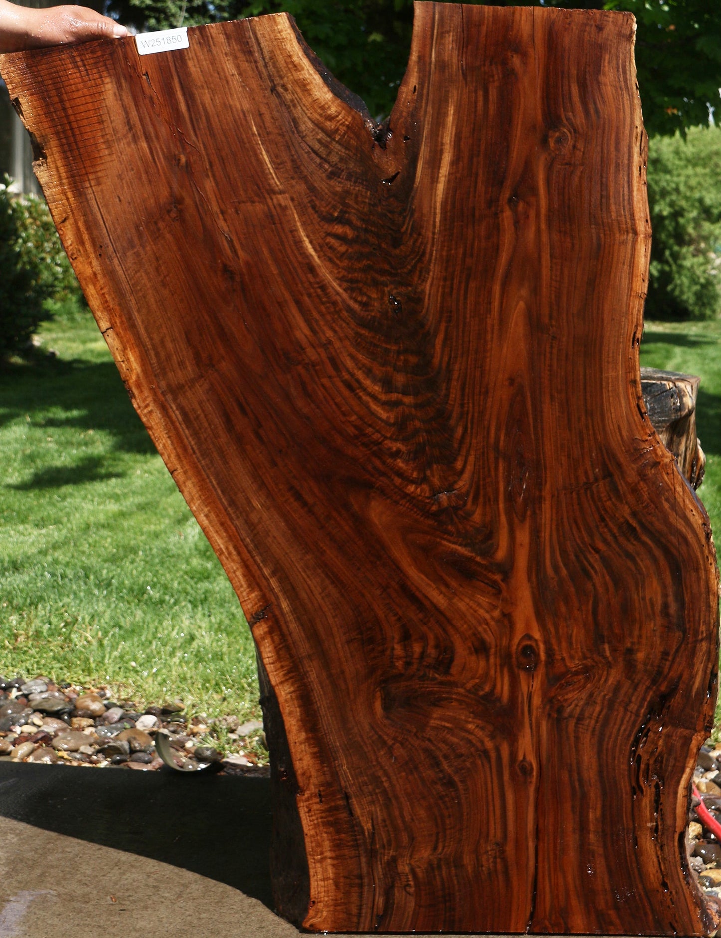 Extra Fancy Claro Walnut Live Edge Slab (Free Shipping Excluded)
