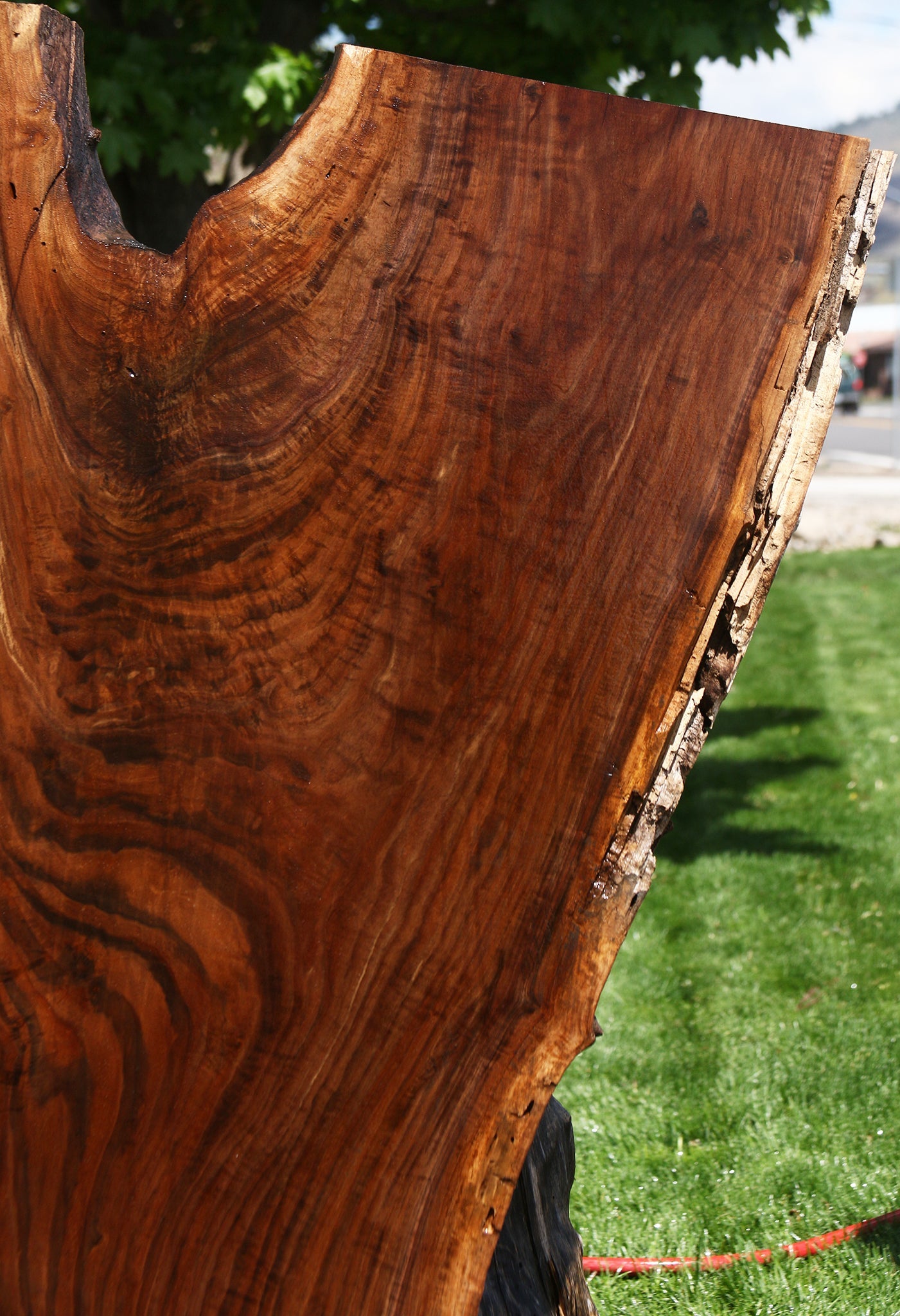 Extra Fancy Claro Walnut Live Edge Slab (Free Shipping Excluded)