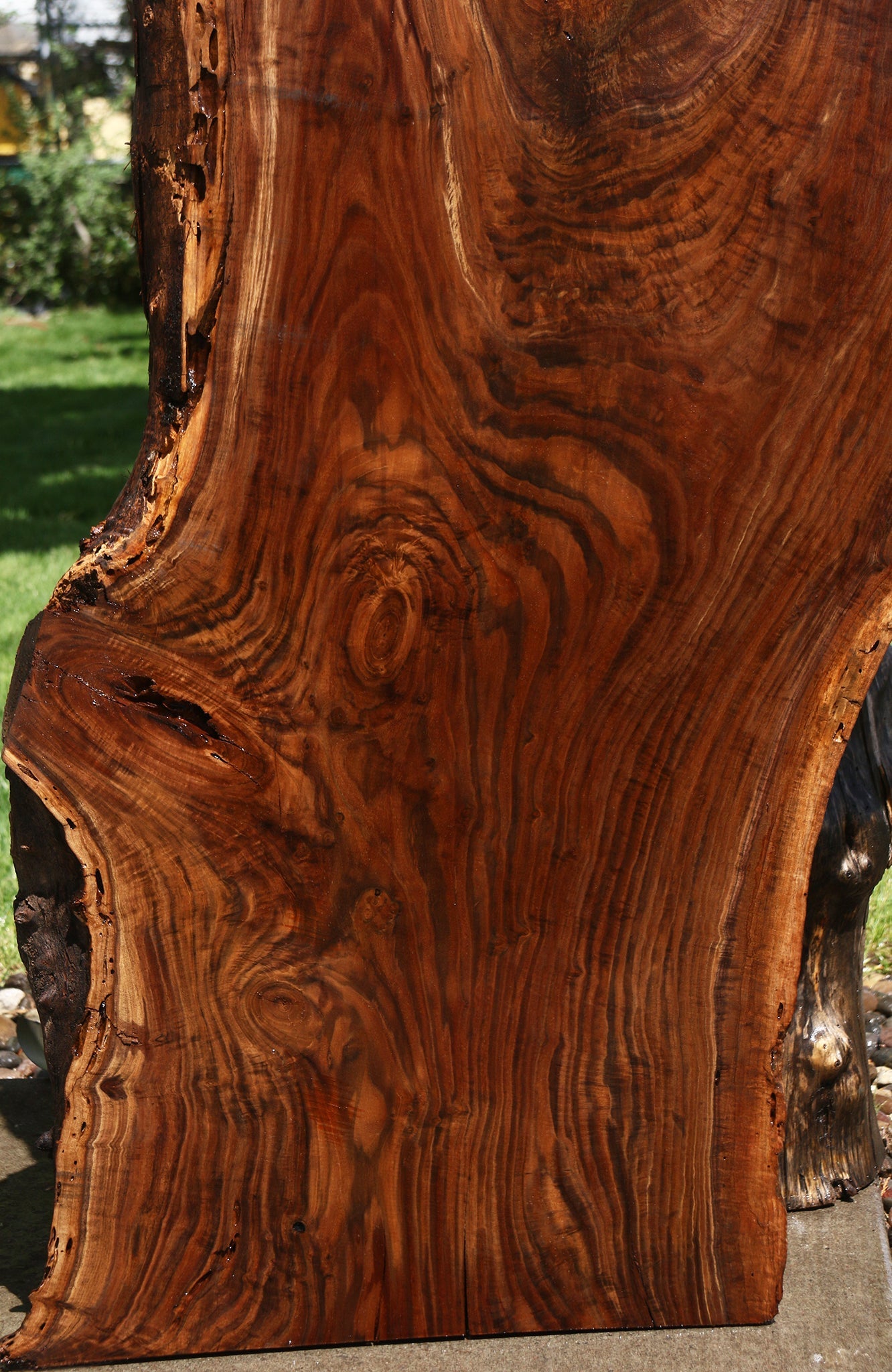 Extra Fancy Claro Walnut Live Edge Slab (Free Shipping Excluded)