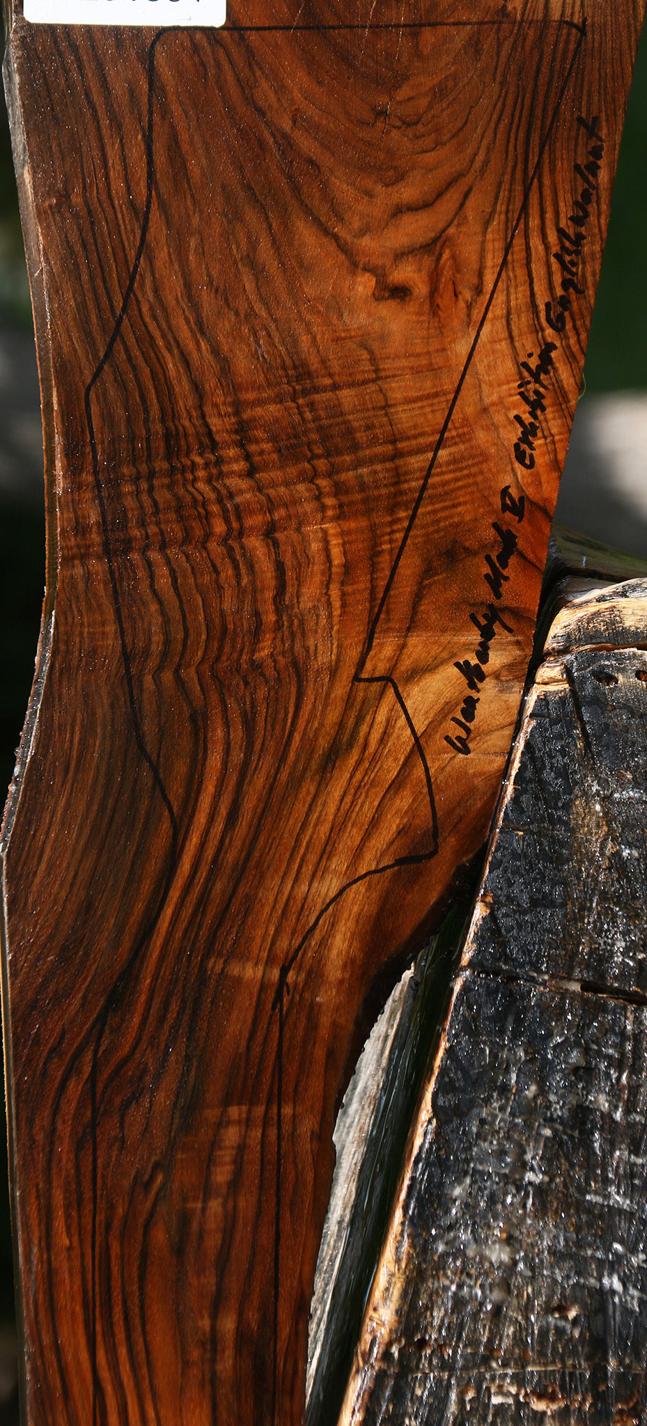 Exhibition English Walnut Gun Blank