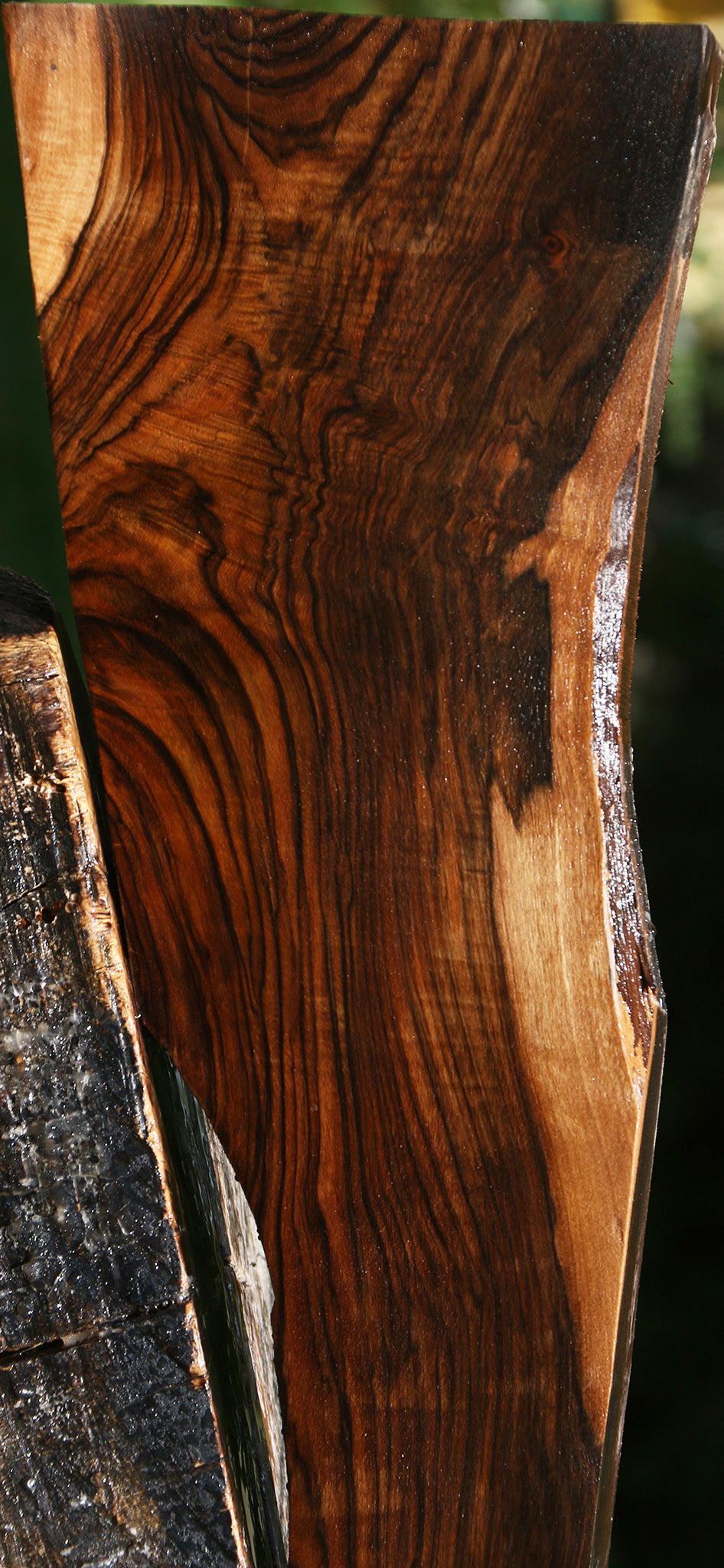 Exhibition English Walnut Gun Blank