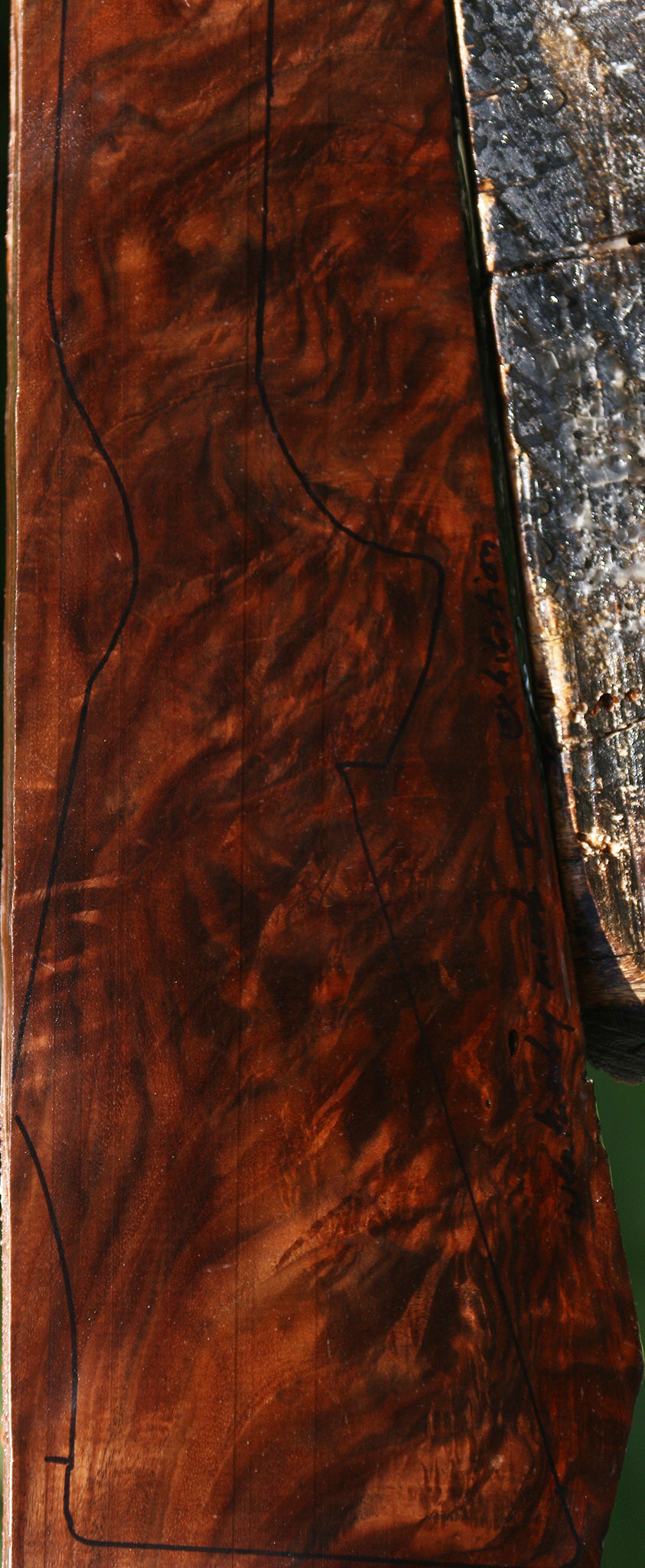 Exhibition Claro Walnut Burl Gun Blank