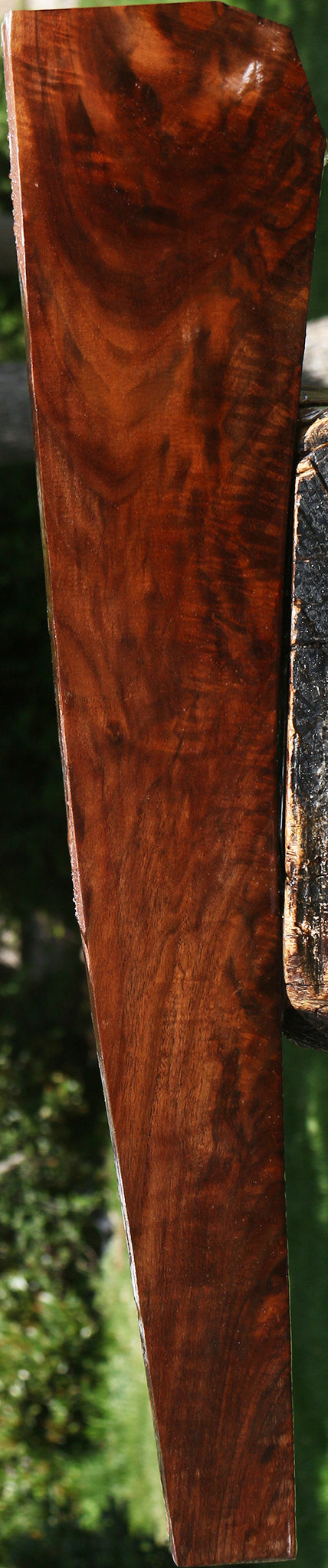 Exhibition Claro Walnut Burl Gun Blank
