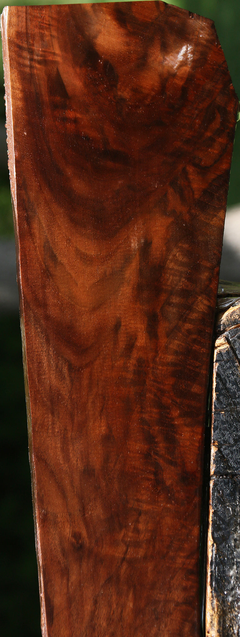 Exhibition Claro Walnut Burl Gun Blank
