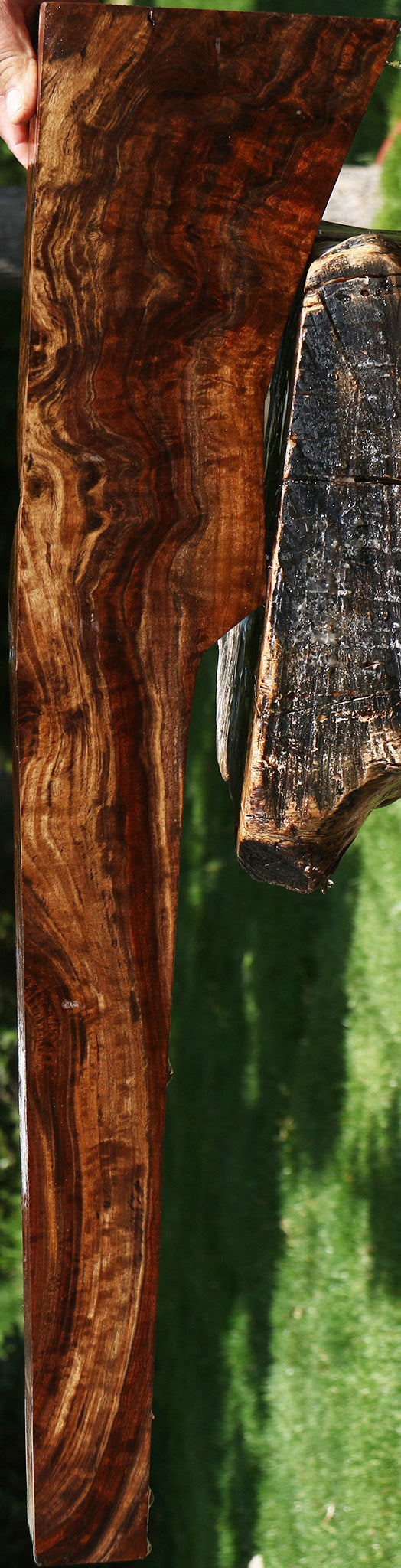 AAA Exhibition Claro Walnut Gun Blank