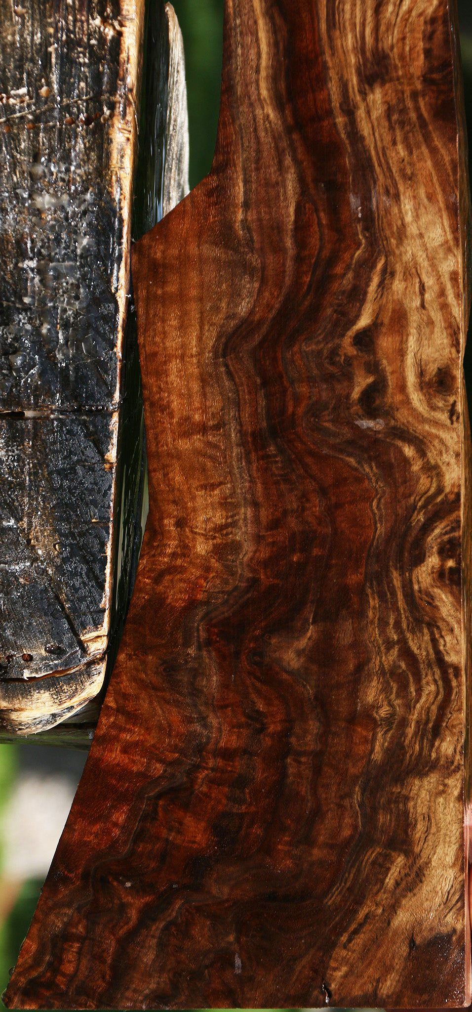 AAA Exhibition Claro Walnut Gun Blank