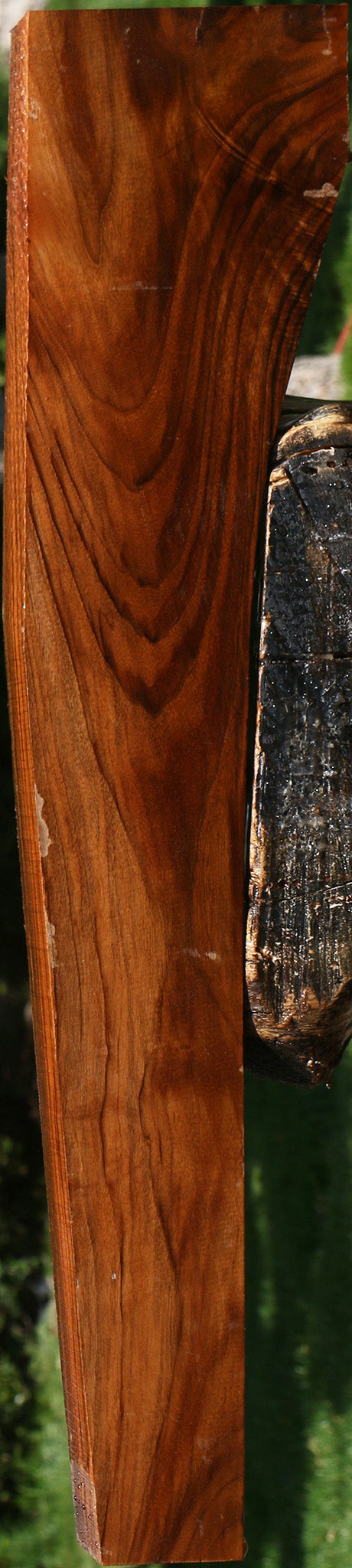 Extra Fancy English Walnut Gun Blank