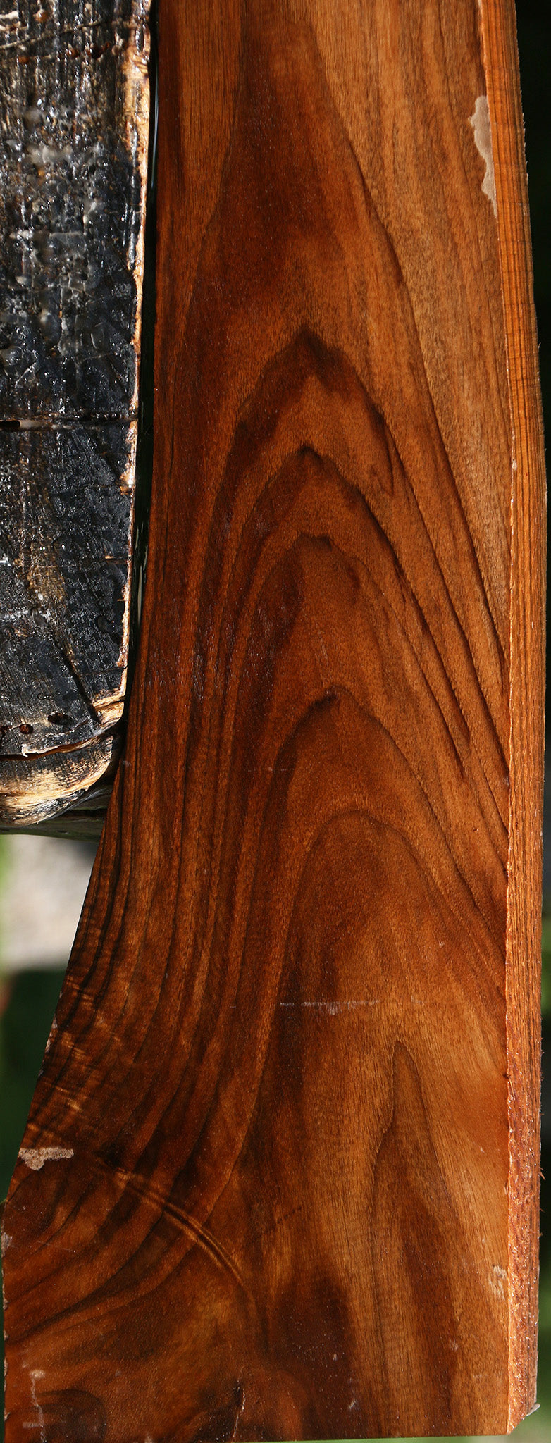 Extra Fancy English Walnut Gun Blank