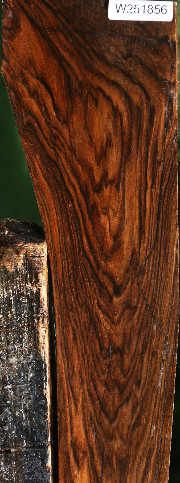 Extra Fancy English Walnut Gun Blank
