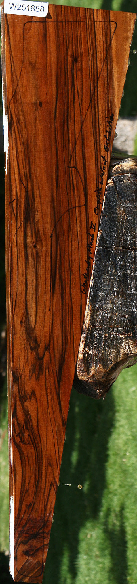 Exhibition English Walnut Gun Blank