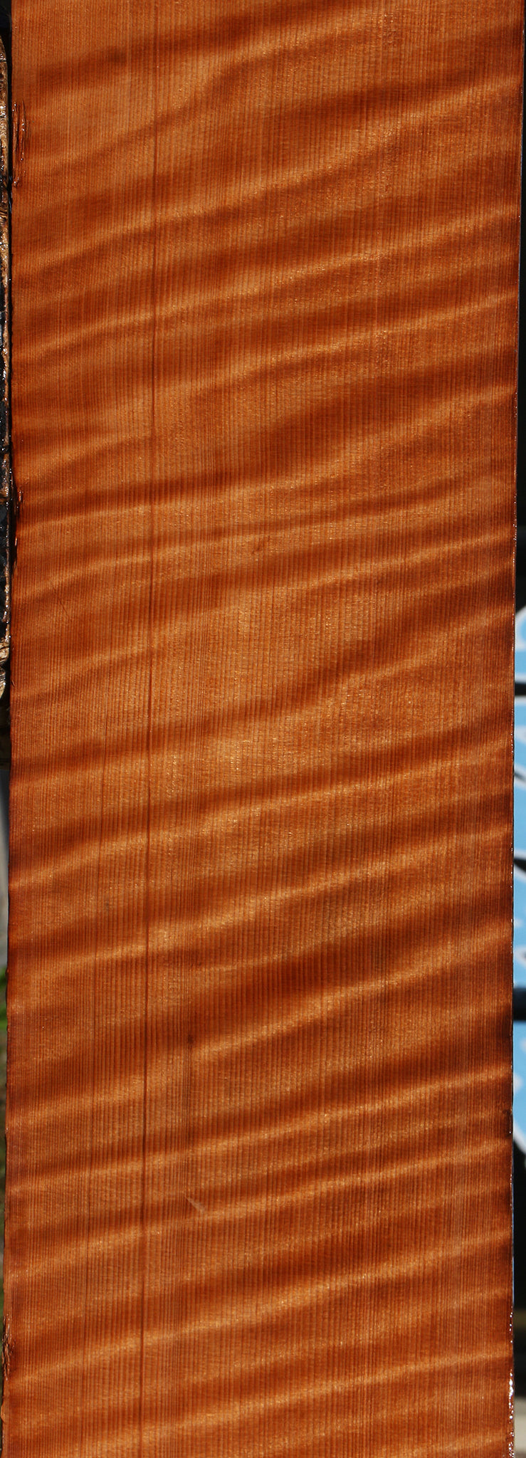 Extra Fancy Curly Quartersawn Redwood Instrument Lumber