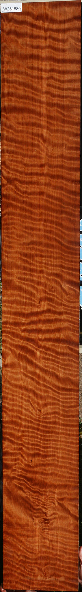 Extra Fancy Curly Redwood Instrument Lumber