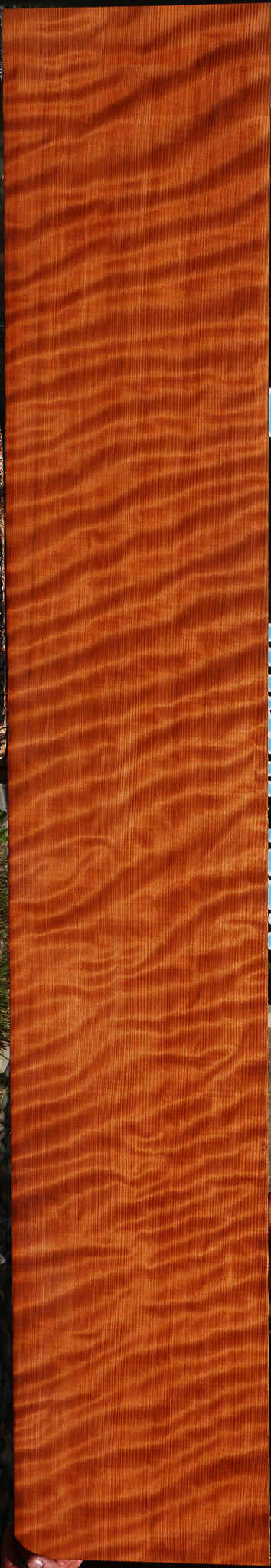 Extra Fancy Curly Quartersawn Redwood Instrument Lumber