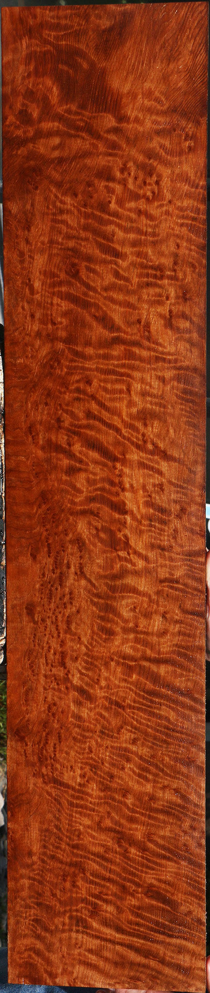 Exhibition Curly Redwood Burl Instrument Lumber
